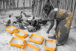 A woman feeding ducks. Community Centre Conservation (C3) Madagascar: Rural Entrepreneurs
