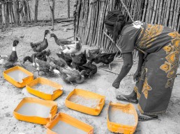 A woman feeding ducks. Community Centre Conservation (C3) Madagascar: Rural Entrepreneurs