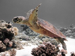 A sea turtle swims among corals. Community Centre Conservation (C3) Fiji: Endangered Species in Fiji