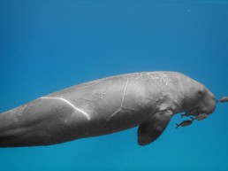 A dugong swims in open water. Community Centre Conservation (C3) Philippines: dugong conservation
