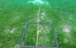 Seagrass mapping. Community Centre Conservation (C3) Philippines: Blue Carbon