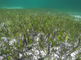 A picture of seagrass. Community Centred Conservation (C3) Philippines: marine protected areas in the philippines