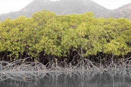 Mangroves in Fiji. Community Centre Conservation (C3) Fiji: Blue Carbon