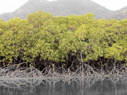 Mangroves in Fiji. Community Centre Conservation (C3) Fiji: Blue Carbon