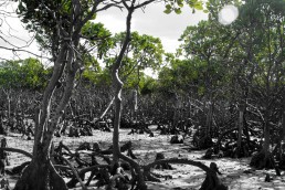 Mangroves in Madagascar. Community Centre Conservation (C3) Madagascar: Blue Carbon